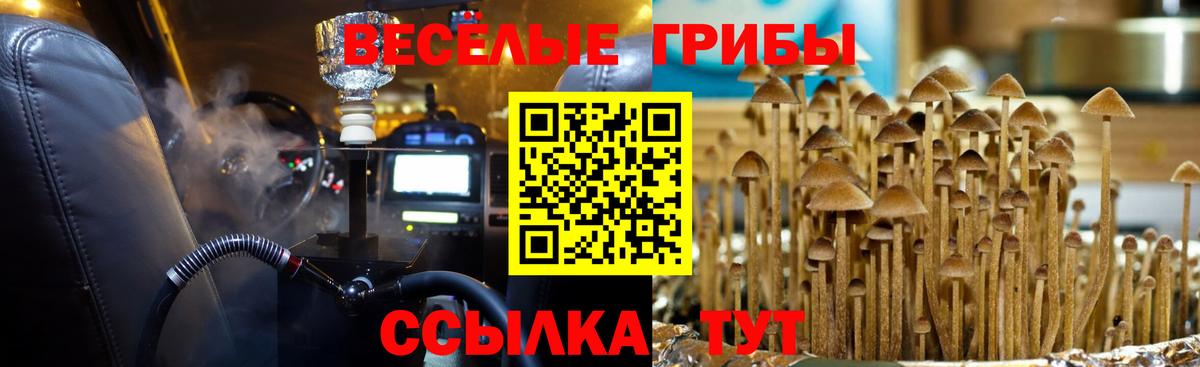Псилоцибиновые грибы Psilocybine cubensis Черногорск